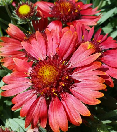Blanket Flower Sunrita™ Burgundy